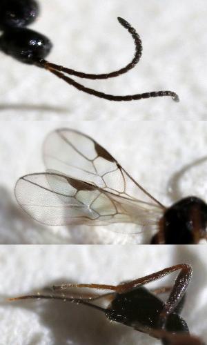 Réf. 330 993 : Blacus sp.
